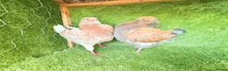 Pigeons birds for sale: Beautiful Quality Pigeons Healthy & Well Cared For - Advert 10