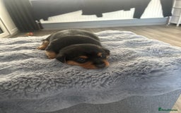 Jack Russell dogs for sale: Jack Russel puppies  - Image 4