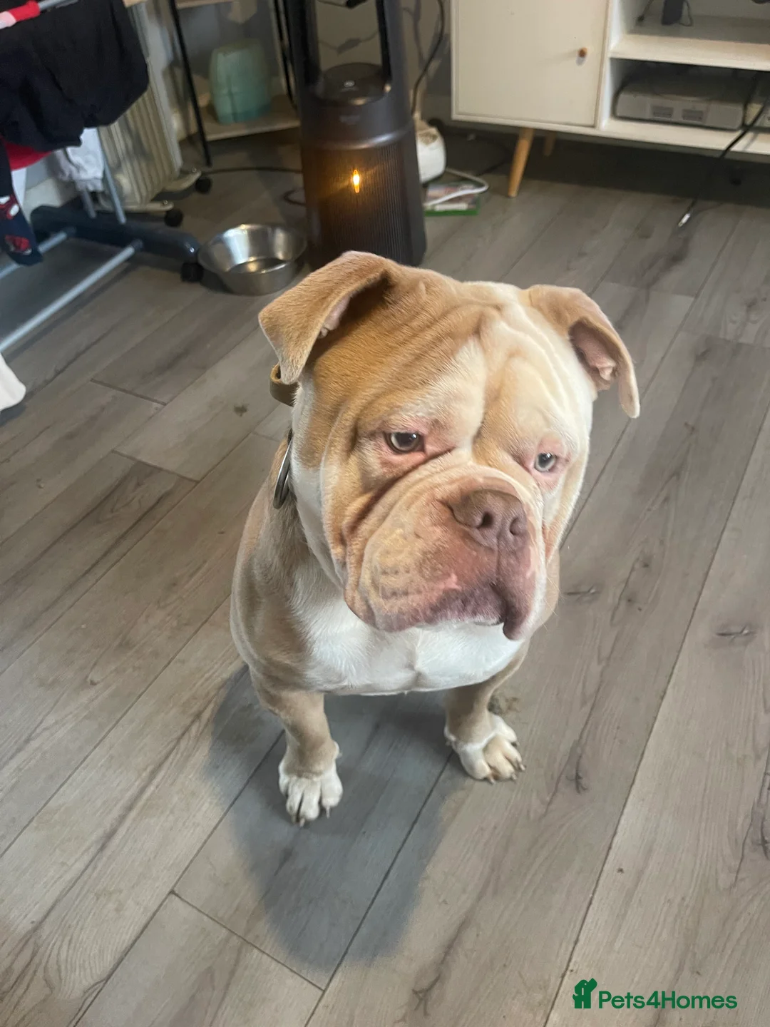 Olde English Bulldogge dogs for sale: Old English bulldog - Advert 3