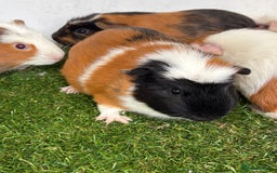 Guinea Pig rodents for sale: Very calm, friendly Guinea pig girls ready now  - Image 10