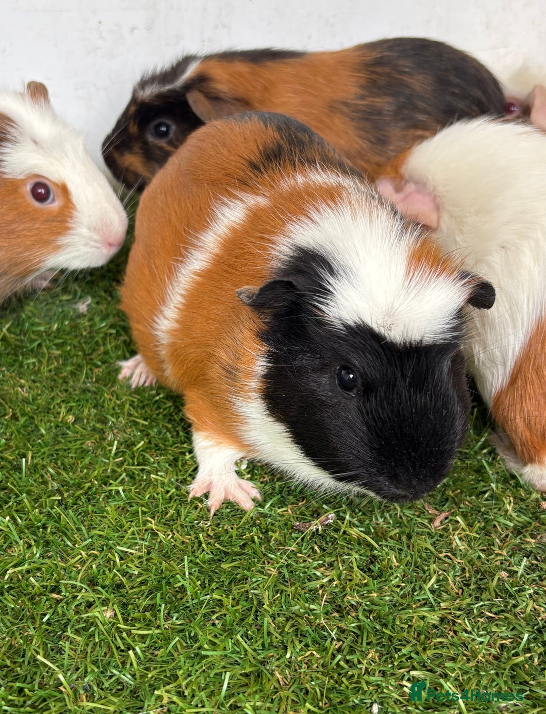 Guinea Pig rodents for sale: Very calm, friendly Guinea pig girls ready now  - Image 10