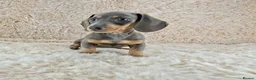 Miniature Dachshund dogs for sale: KC Registered Miniature Dachshund Puppies  - Advert 4