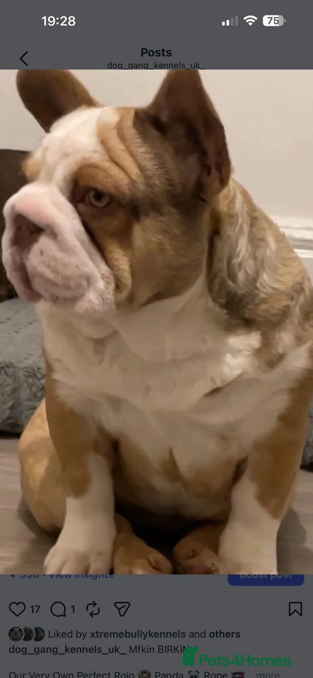 French Bulldog dogs for sale: King Junior (KJ) in Kidderminster - Advert 6