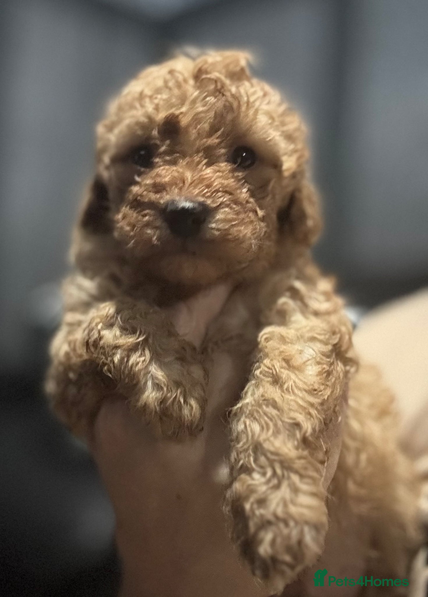 Cavapoo dogs 1 stunning dark male to reserve  - Advert 13