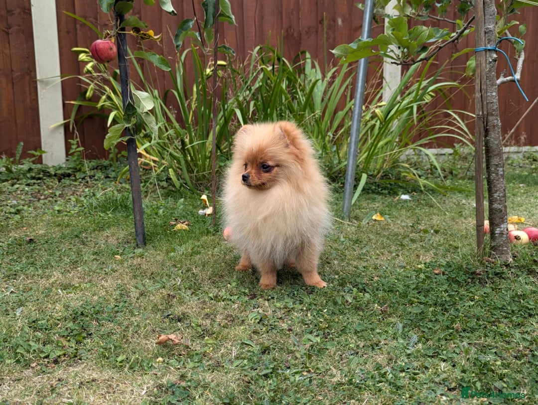 Pomeranian dogs for sale: Last two girls available. Tiny, Rare Pomeranian in Boston - Image 6