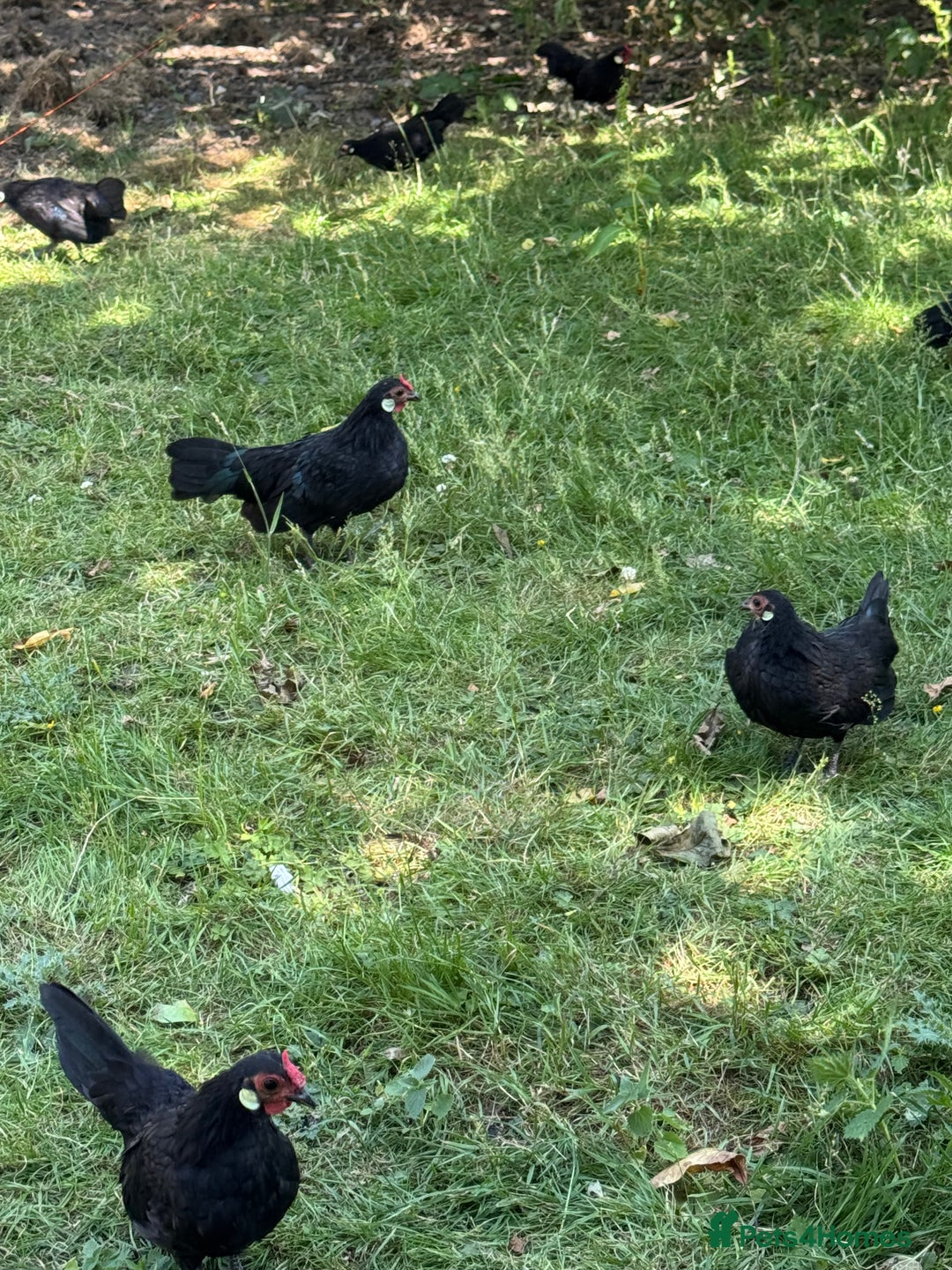 Chickens poultry for sale: Black Rosecomb Bantam pairs for sale  - Image 7