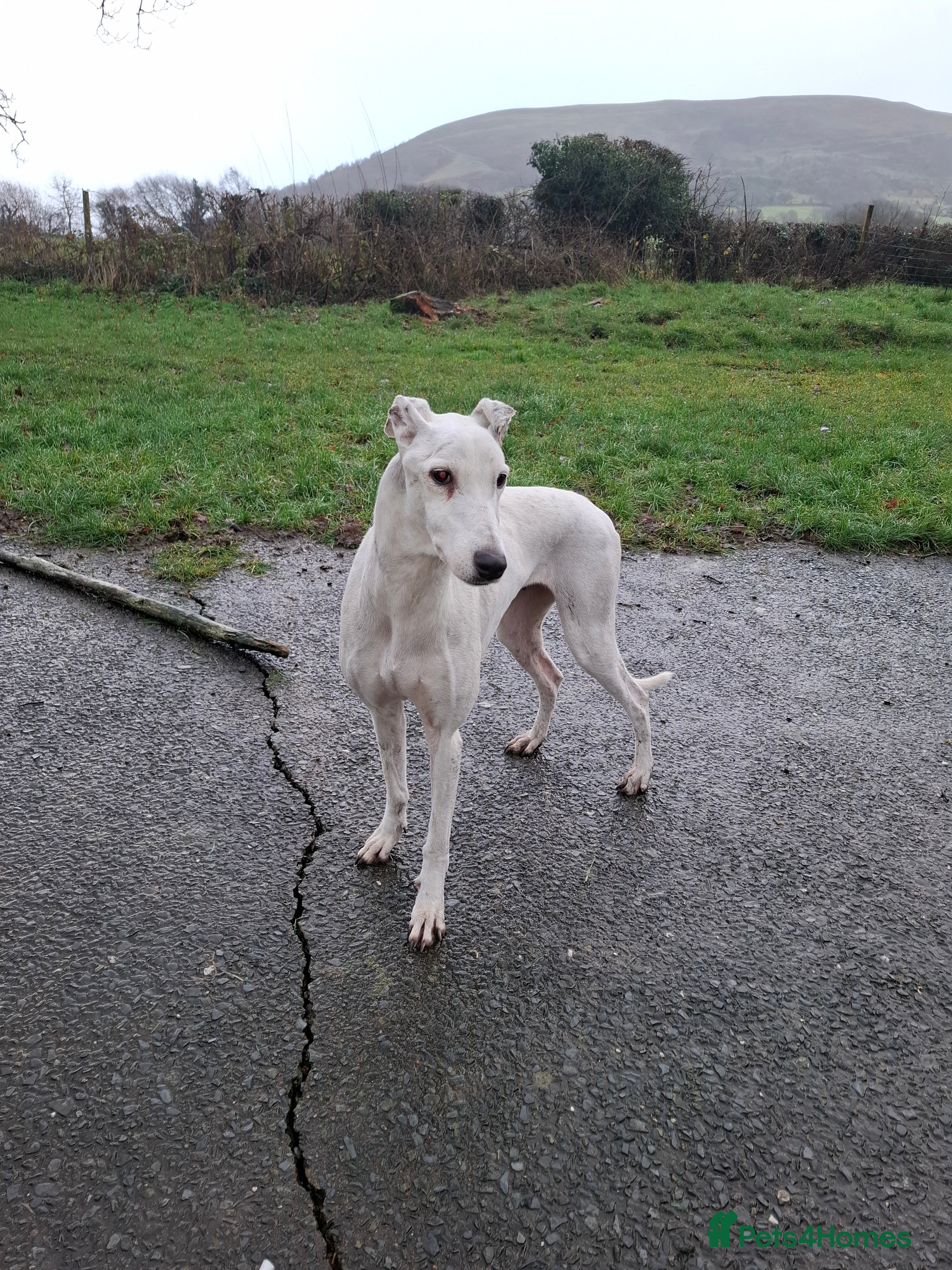 Lurcher dogs Lurcher pups for sale  - Advert 1