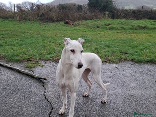 Lurcher dogs Lurcher pups for sale - Advert 2