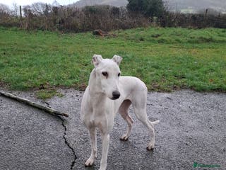 Lurcher dogs Lurcher pups for sale - Advert 3