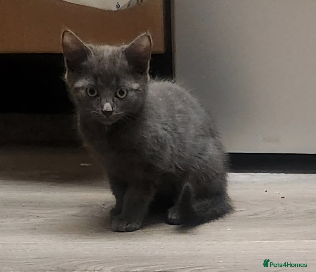 Mixed Breed cats for sale: 3 black, 1 Grey kittens - Advert 2