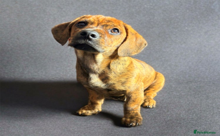 Mixed Breed dogs - Advert 12