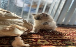 Ragdoll cats for sale: Gorgeous Ragdoll Kittens- 20 weeks old, Ready Now! - Image 4