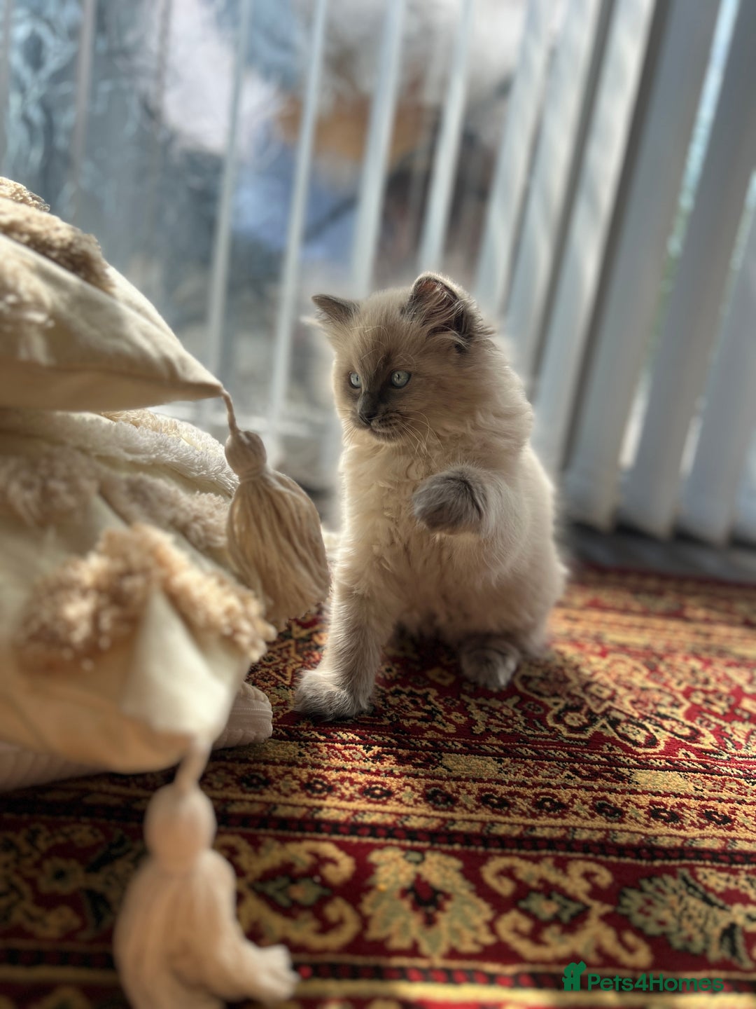 Ragdoll cats for sale: Gorgeous Ragdoll Kittens- 20 weeks old, Ready Now! - Image 4