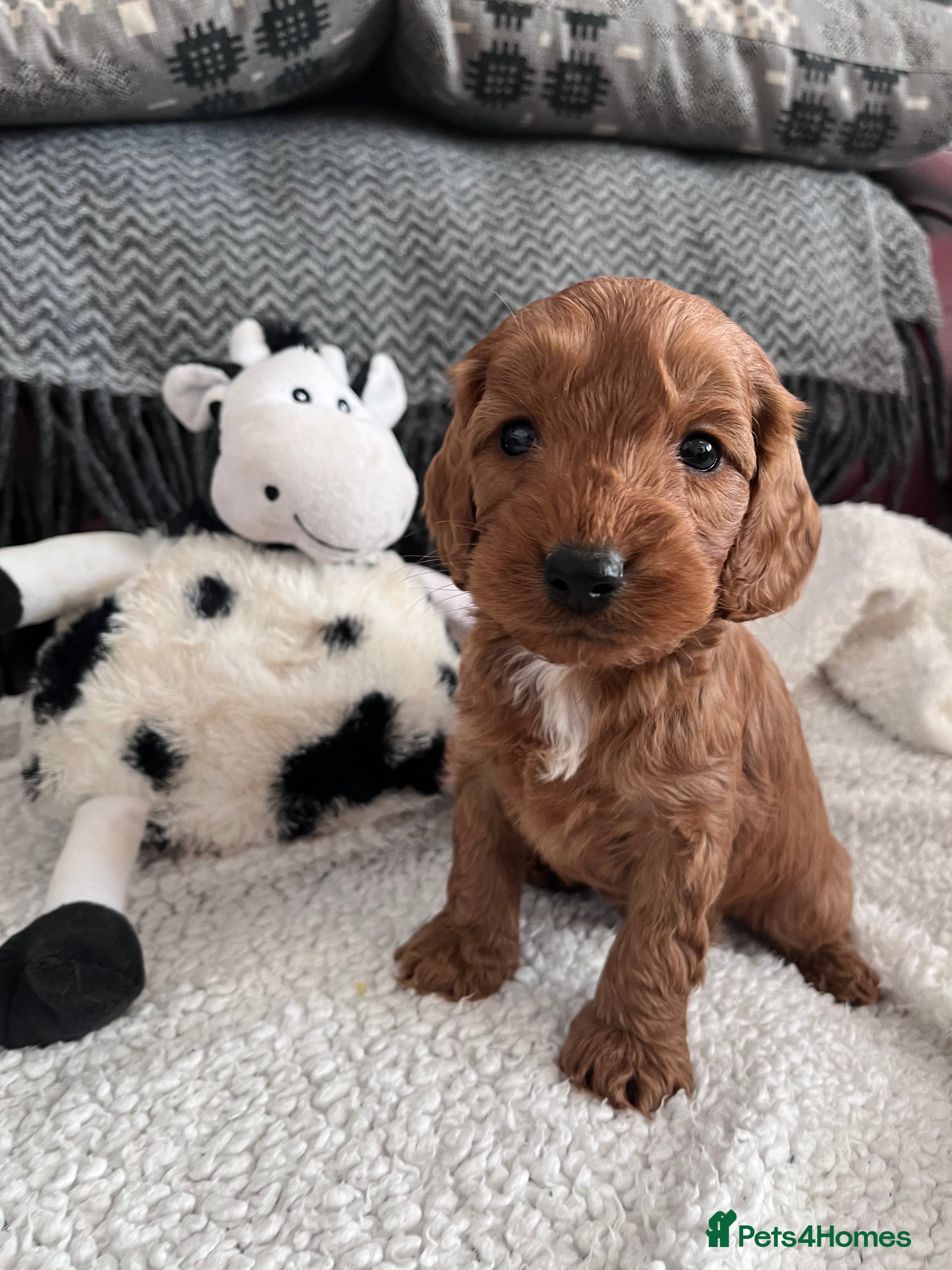 Cockapoo dogs Beautiful Cockapoo puppies  - Advert 14