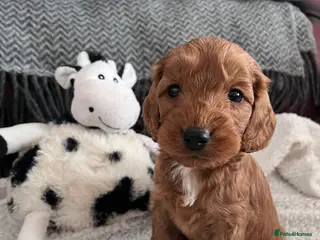 Cockapoo dogs Beautiful Cockapoo puppies - Advert 14