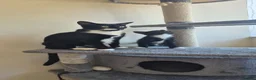 Mixed Breed cats for sale: Kittens - Advert 12