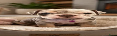 Dorset Olde Tyme Bulldogge Puppy 6
