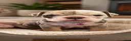 Dorset Olde Tyme Bulldogge dogs for sale: OLDE ENGLISH BULLDOG READY TO LEAVE  - Advert 21