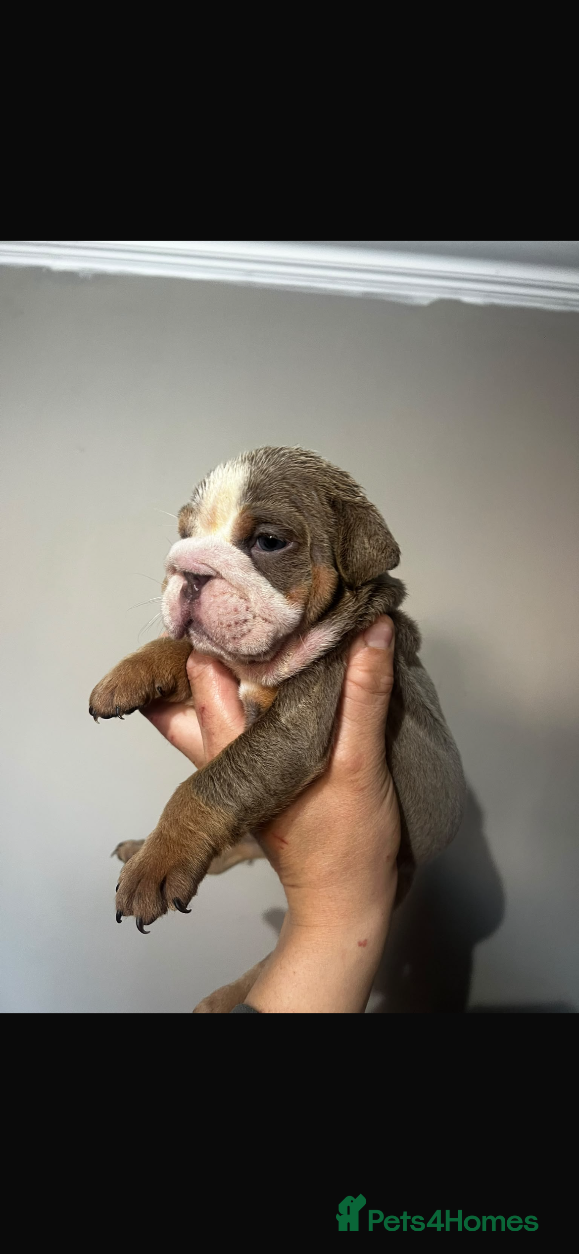 English Bulldog dogs 6 BEAUTIFUL ENGLISH BULLDOG PUPPYS BIBLE JOHN LINE - Advert 2