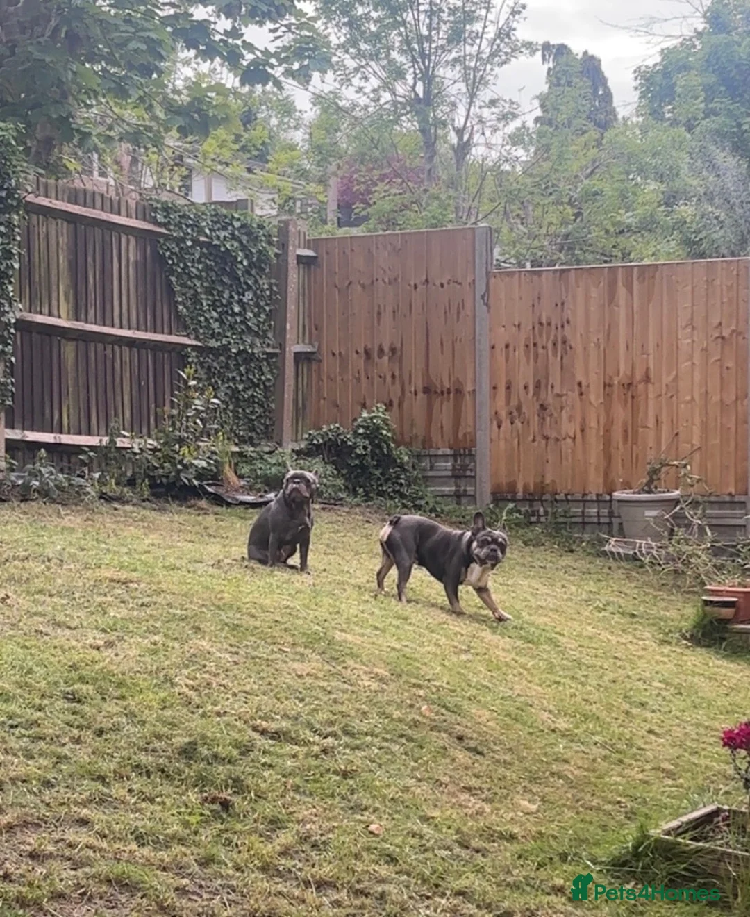 French Bulldog dogs for sale: Rehoming our lovely boy - Advert 2
