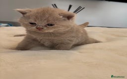 British Shorthair cats for sale: 2 LITTERS GCCF HEALTH TESTED BSH KITTENS - Image 12