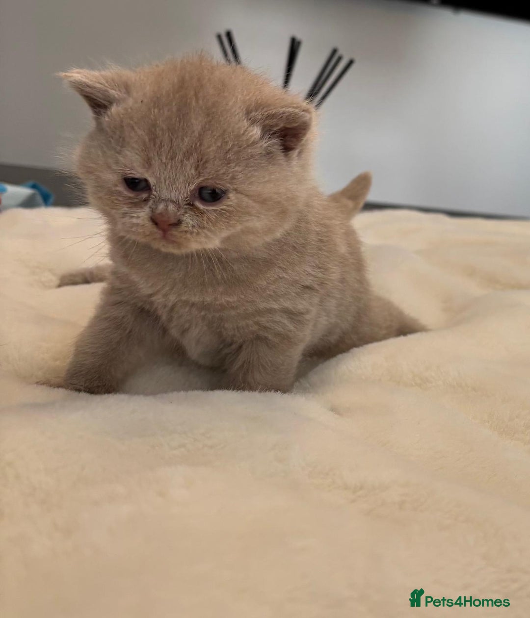 British Shorthair cats for sale: 2 LITTERS GCCF HEALTH TESTED BSH KITTENS - Image 12