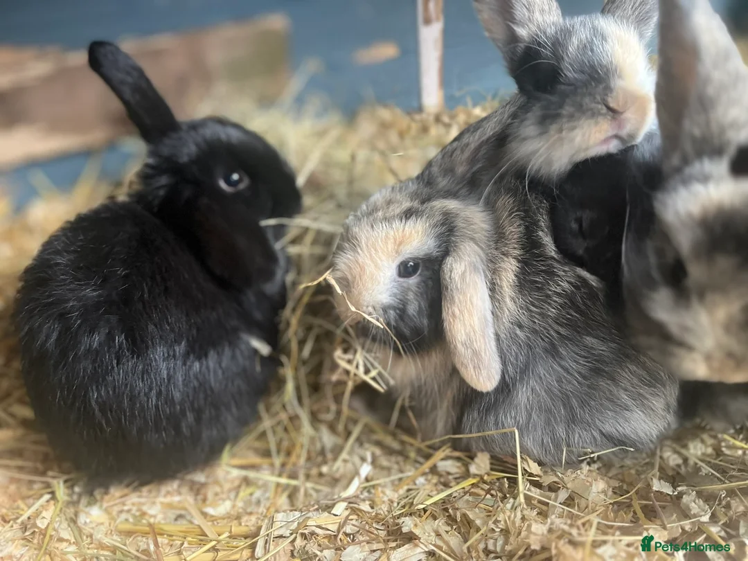Mini Lop rabbits for sale: mini lop babies  - Advert 2