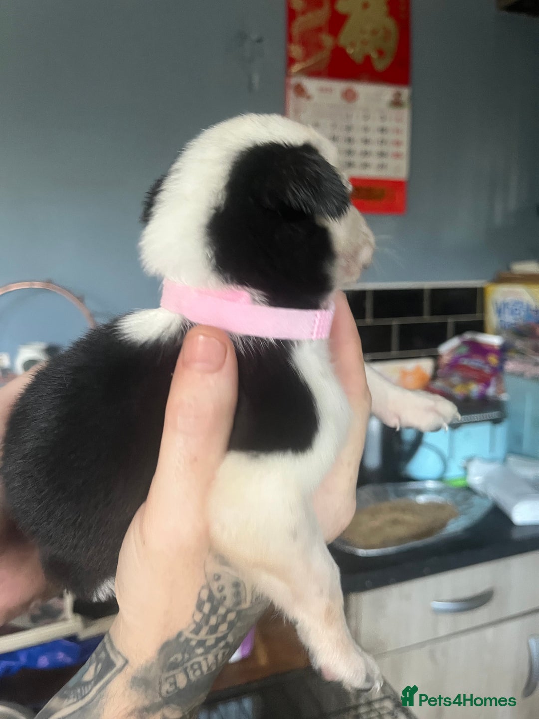 Border Collie dogs for sale: Border collie puppies - Image 12
