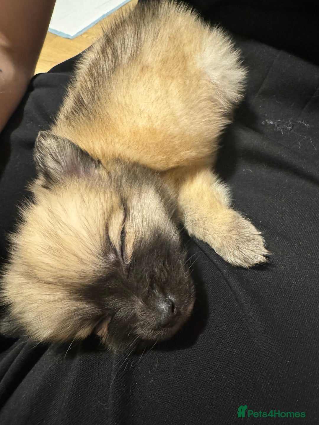 Pomeranian dogs for sale: Beautiful Miniature Pomeranian puppy  - Image 2