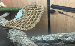 Iguana reptiles for sale: Snow zero iggy  - Image 2