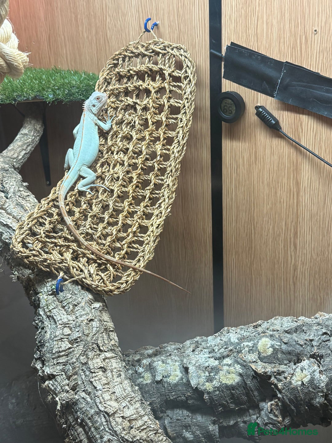 Iguana reptiles for sale: Snow zero iggy  - Image 2