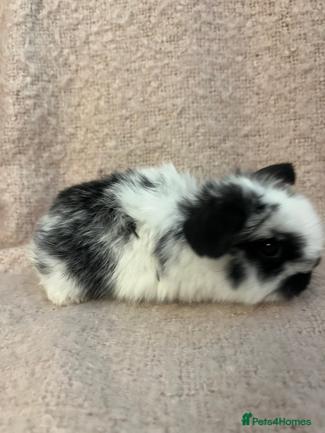 Mini Lop rabbits for sale: Gorgeous mini lops  - Advert 6