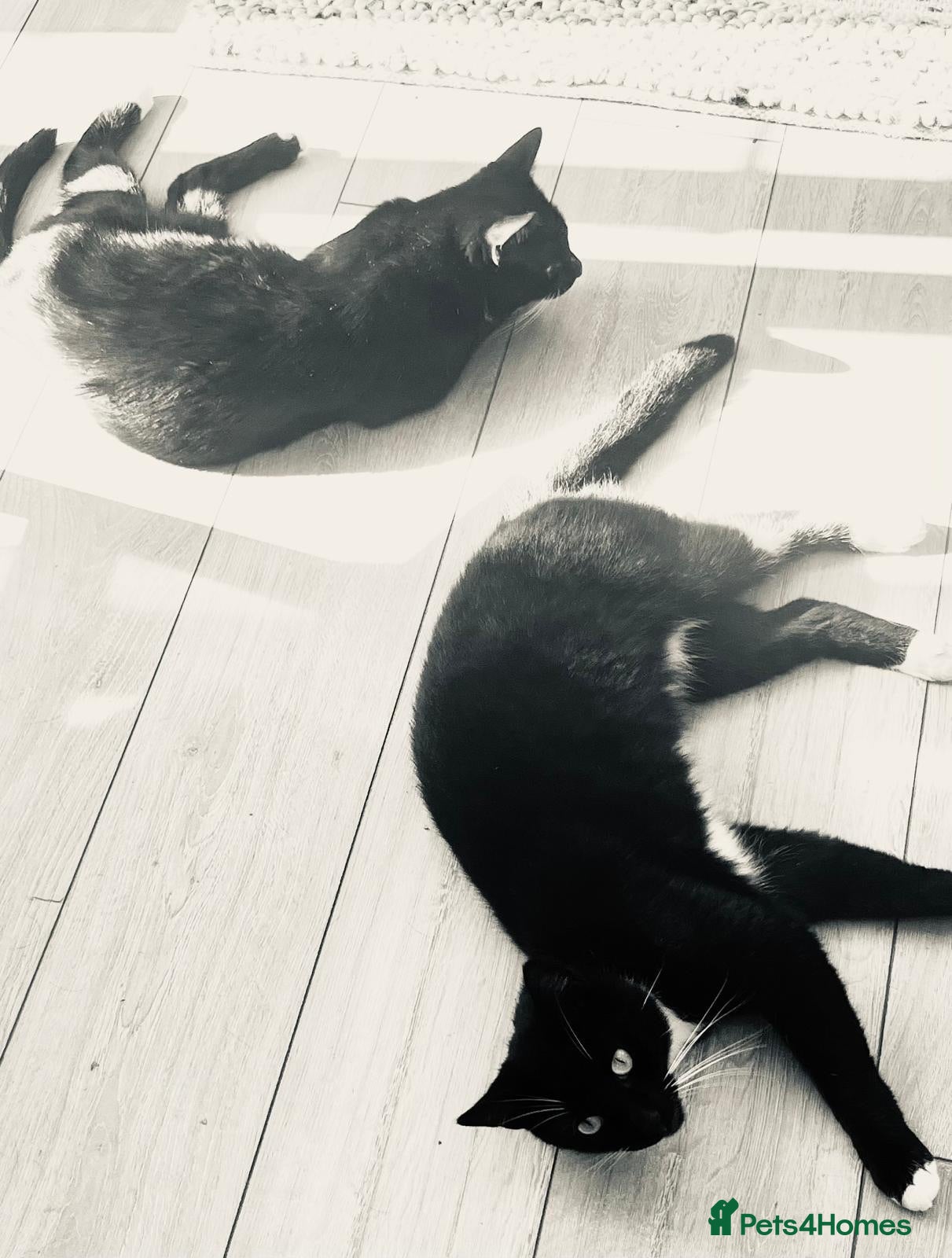 British Shorthair cats 2 loving brothers need a new home ! - Advert 2