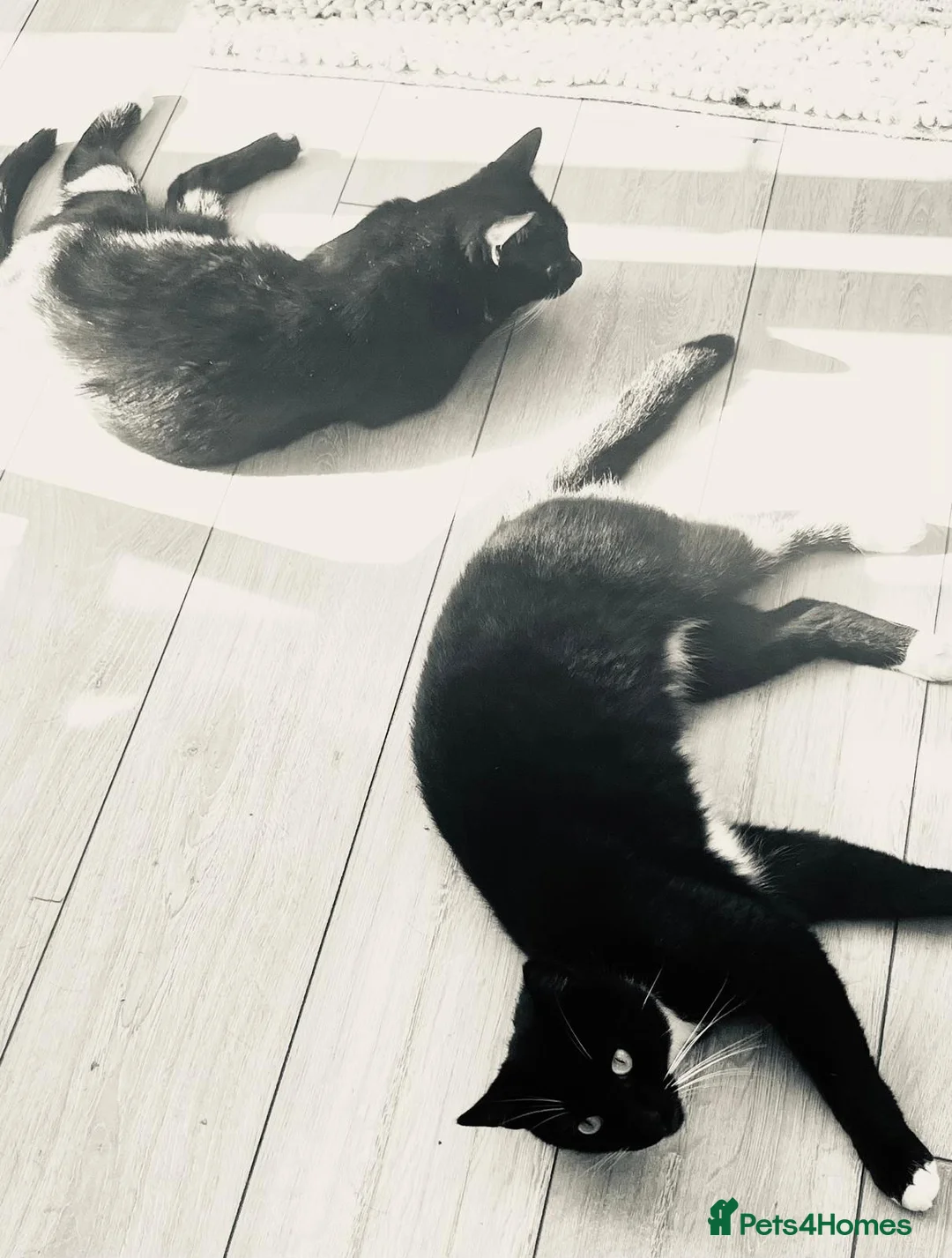 British Shorthair cats for sale: 2 loving brothers need a new home ! - Advert 1