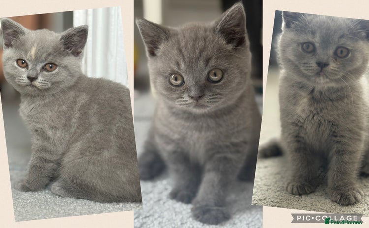 British Shorthair cats for sale - Advert 1
