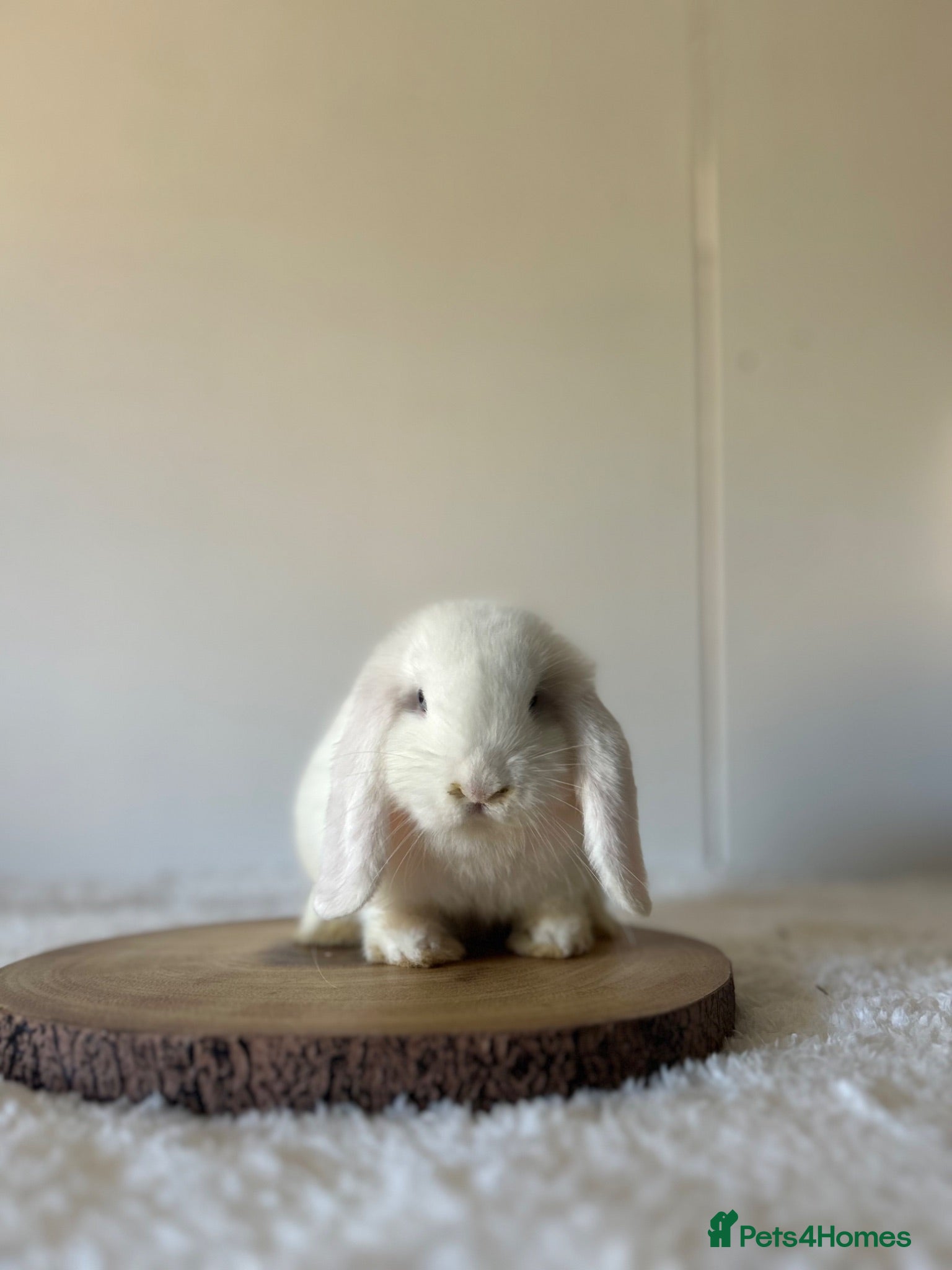 Mini Lop rabbits READY TO LEAVE - Advert 1