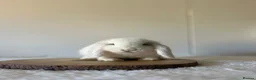 Mini Lop rabbits for sale: Purebred minilops ready to leave - Advert 9