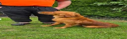 Golden Retriever dogs for sale: Golden Retriever  - Advert 4