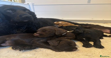 Cocker Spaniel dogs - Advert 15