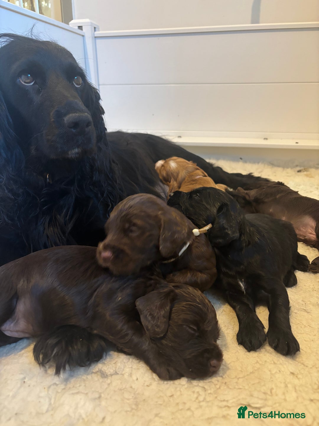 Cocker Spaniel dogs for sale: Beautiful Litter of Cocker Spaniel Puppies - Image 9