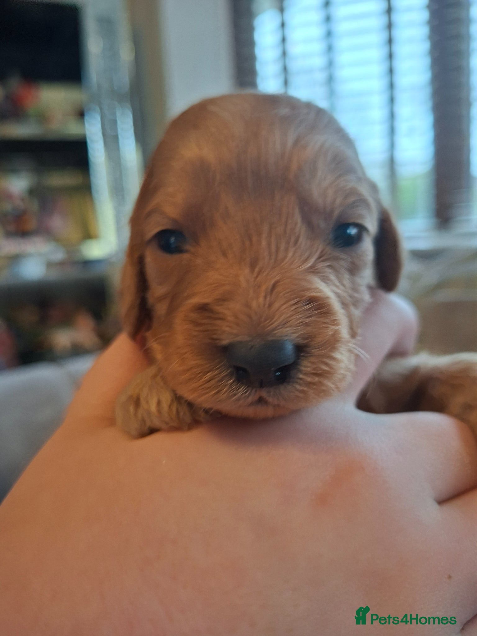 Cockapoo dogs F1 cockapoo puppies - Advert 2