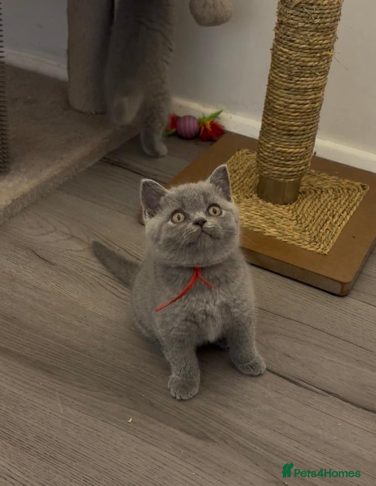 British Shorthair cats ✨ CIAOKITTY — BLUE BRITISH SHORTHAIR KITTENS ✨ - Advert 2