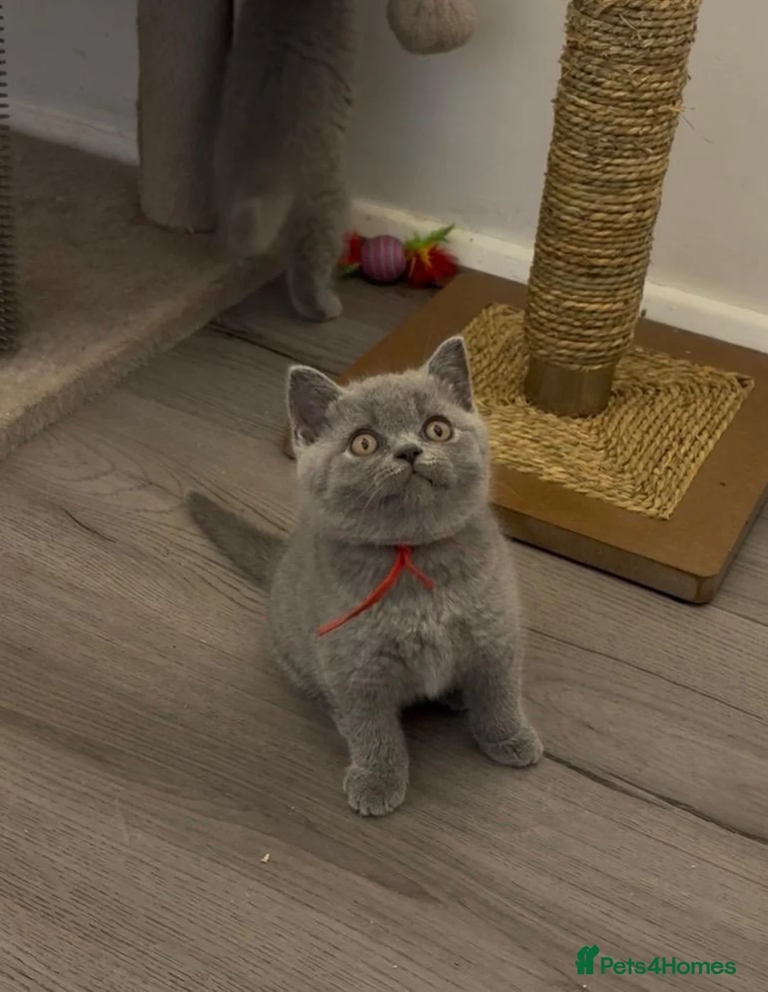 British Shorthair cats for sale: ✨ CIAOKITTY — BLUE BRITISH SHORTHAIR KITTENS ✨ - Advert 2