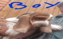 Basset Hound dogs for sale: Basset hound puppies  - Image 13