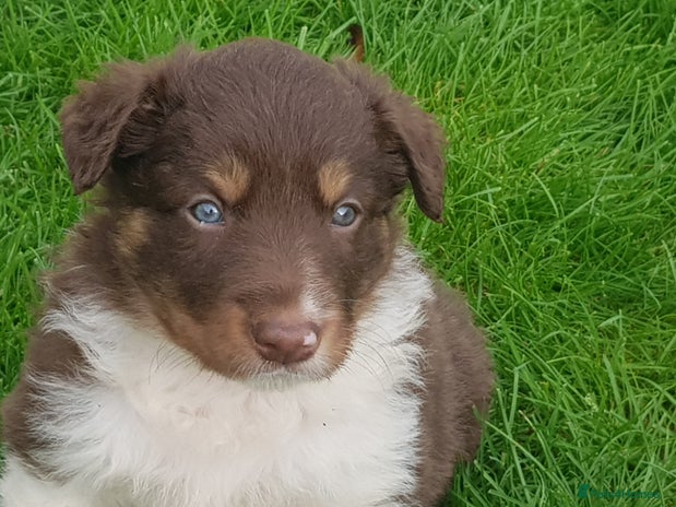 Border Collie dogs - Advert 13