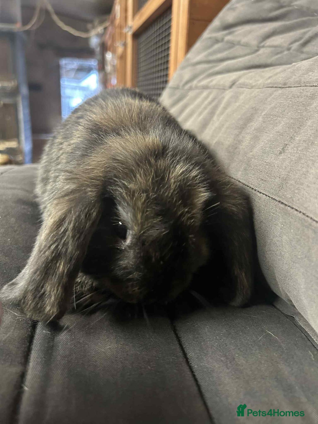 Mini Lop rabbits for sale: Mini Lop Bucks - Image 4