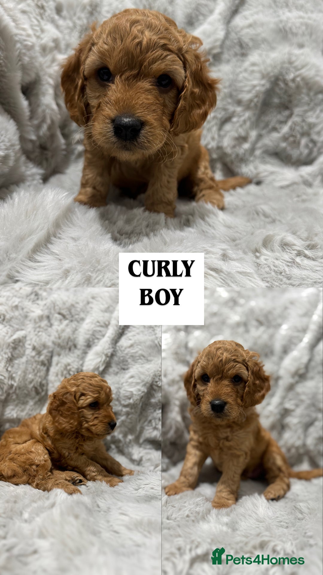 Cockapoo dogs for sale: F2 cockapoo puppies  - Advert 25