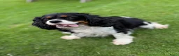 Cavalier King Charles Spaniel dogs for sale: BEAUTIFUL KING CHARLES CAVALIER PUPPYS - Advert 6