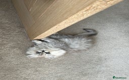 Persian cats for sale: Persian kitten - male - Image 3
