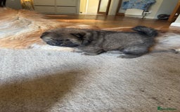 Chow Chow dogs for sale: Puppies looking for new home - Image 9